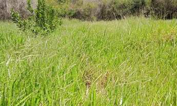 Imagem 7: MATEUS LEME - STA CRUZ