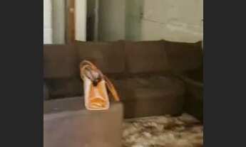 Imagem 5: Vendo ágio de casa 7 anos pagos