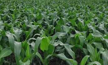 Imagem 3: Fazenda em Pedro Afonso/Santa Maria