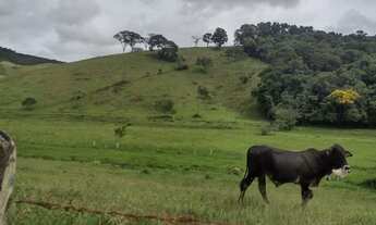 Imagem 5: Ótimo Sítio de 6,5 Alqueires, em São José do Alegre, Sul de Minas Gerais!