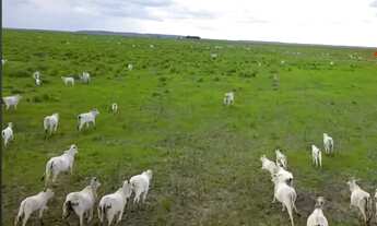 Imagem 6: Fazenda Corumbá 2002 hectares