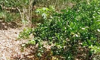 Imagem 2: Vendo terreno de limão