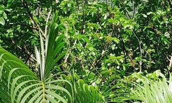 Imagem 2: Linda casa integrada a a natureza com total segurança