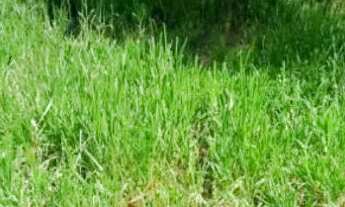 Imagem 4: Terreno Jardim Maracanã Seropédica