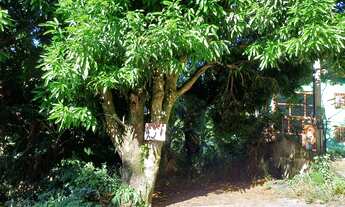 Imagem 7: Vendo lindo terreno em Barra de Guaratiba