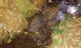 Imagem 5: Chácara para venda em Corumbá de Goiás - Goiás