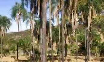 Imagem 2: 53 alqueires em trindade go