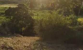 Imagem 7: Sítio em Natuba vitoria-Pe