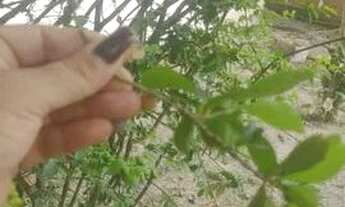 Imagem: Financio casa independente no cantinho da