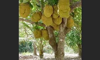 Imagem 4: Fazenda/Sítio/Chácara para venda possui 1000 metros quadrados com 4 quartos