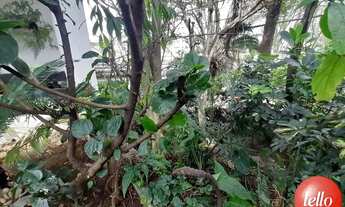 Imagem 4: São Paulo - Casa Padrão - Tucuruvi