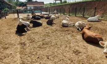 Imagem 7: Chácara Sitio Fazenda na Lapa 8 Alqueires