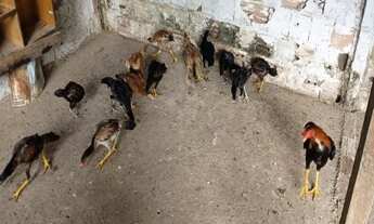 Imagem 7: ótima chácara com 15 hectares e 3 quartos na região próxima de Samambaia