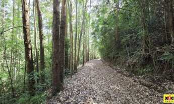 Imagem 4: Sítio / Chácara para Venda em Nova Petrópolis, São Jacó