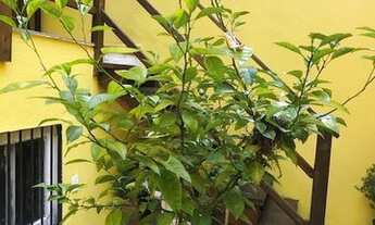 Imagem 2: Casa em Condomínio para Venda em Rio de Janeiro, Barra da Tijuca, 3 dormitórios, 2 suítes