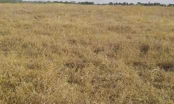 Imagem 3: Fazenda em Almas-TO. 28 mil por alqueire