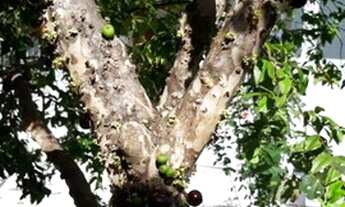 Imagem 6: Casa-Terrea-para-Venda-em-Brejaru-Palhoca-SC