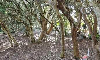 Imagem 5: Sítio espetacular condomínio rancho alegre Águas Claras, todo c/ paisagismo