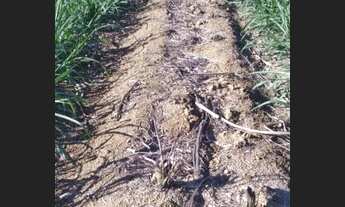 Imagem 2: Sítio 19 alqueires São Miguel Arcanjo