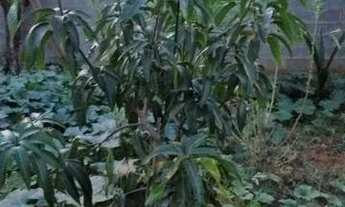 Imagem 4: Terreno - Chácara Santa Margarida - Campinas