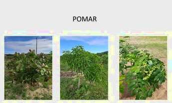 Imagem 5: Terreno para chácara em loteamento fechado, com construção iniciada e pomar produzindo