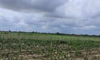 Imagem 2: Vendo roça na Carnaiba do Sertão