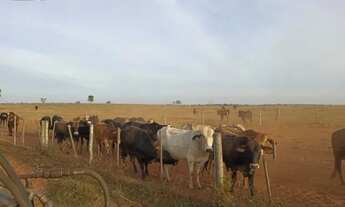 Imagem 7: Fazenda para Venda em Centro Paranaíba-MS - 3097