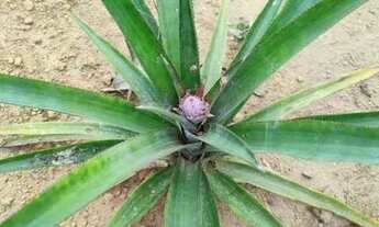 Imagem 4: Vendo terreno Vilatur Saquarema R$.50.000,00