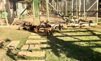 Imagem 6: Sitio para confraternização,aniversário,festas