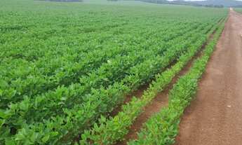 Imagem: Fazenda 800 hec em Rosário do Oeste MT