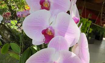 Imagem 5: Oportunidade em Praia de Guaratiba / Bangalô Mobiliado a venda em Prado BA