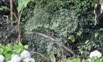 Imagem 7: Terreno à venda em Roseira - SP