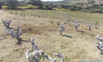 Imagem 6: SÍTIO - MACUCO - SP