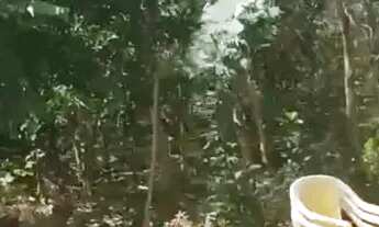 Imagem 3: CHÁCARA 6000 MT QUADRADO VENDO OU TROCO POR HILUX