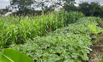 Imagem 4: Chácara a 8km de Feira