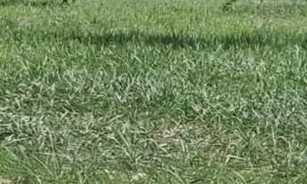 Imagem: Chacara em Ipora Go