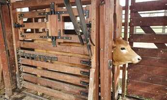 Imagem 7: FAZENDA EM RAFAEL JAMBEIRO - 900 TAREFAS