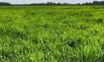 Imagem 7: Fazenda no município de Turvelândia GO