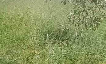 Imagem 3: Terreno com acesso asfaltado