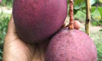 Imagem 2: Vendo Rancho no corumba IV(Agio