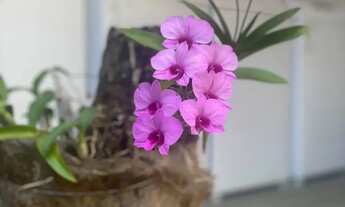 Imagem 4: KITNET FUNCIONAL COM LAVANDERIA