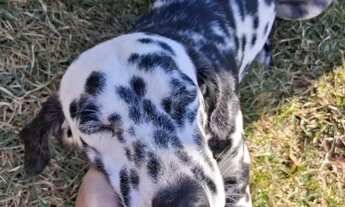 Imagem 7: Sítio do Paulinho Ravena- ALUGUEL- Disponível p/ NATAL. Todo decorado