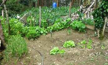 Imagem 6: Vendo Fazenda em vagem alta