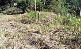 Imagem 4: Propriedade com café em Domingo Martins