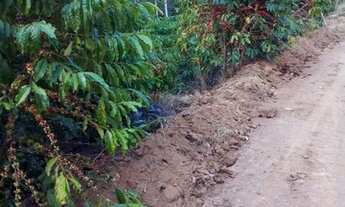 Imagem 2: Propriedade com café em Domingo Martins