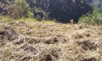 Imagem 7: Propriedade com café em Domingo Martins