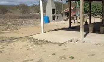 Imagem 3: Plantação Coco e limão Taiti