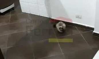 Imagem 4: Apartamento com 2 dormitórios Casa Verde Baixa