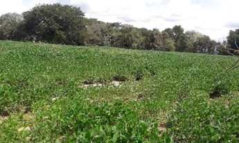 Imagem 3: Sitio em patrocinio paulista 12 alqueires 2.200.000.00