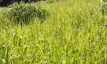 Imagem 2: Sítio de 30 mil metros próximo de moc